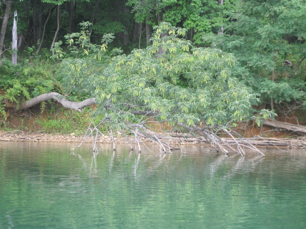 Look for structure in shallow water in spring for the best fishing.