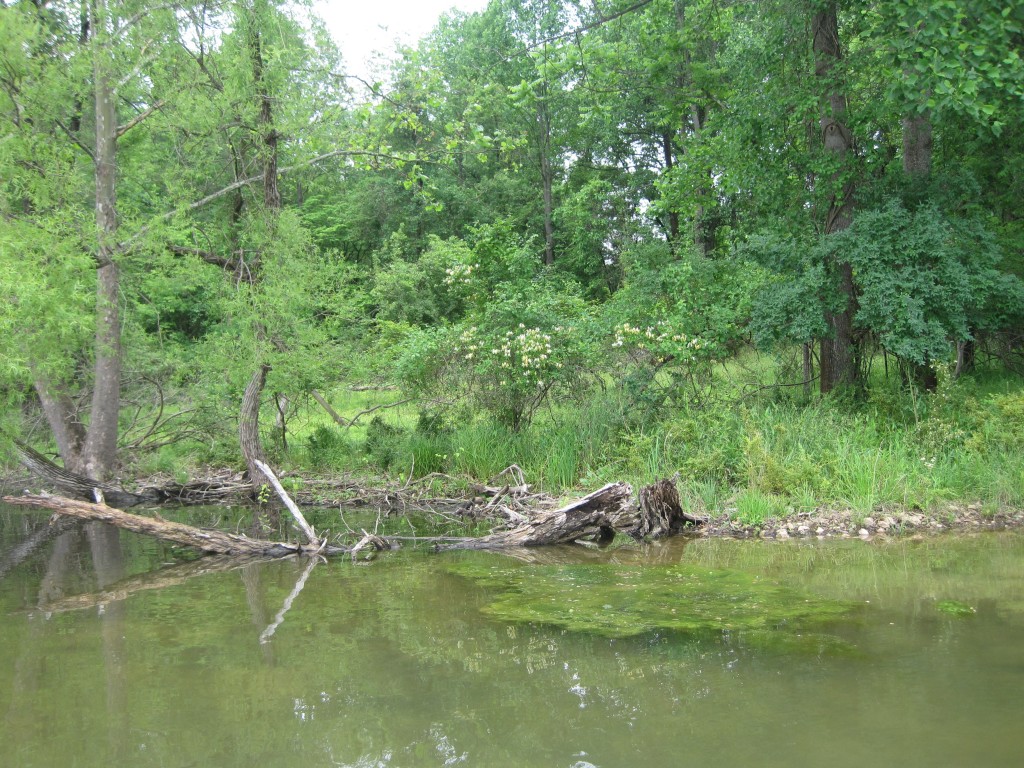 In fall, look for big-game fish lurking in shallow waters in coves; especially ones with nice shelves